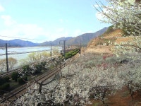 경남 양산 원동 순매원 매화 - 국내여행 - 공감 사랑방 경남 양산 원동 순매원 매화 