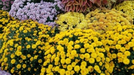 2025년 화정 광장에 가을꽃 국화축제 - 양떼 님 삶의 방 - 체칠리아의 음악 카페 2025년 화정 광장에 가을꽃 국화축제