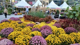 2025년 화정 광장에 가을꽃 국화축제 - 양떼 님 삶의 방 - 체칠리아의 음악 카페 2025년 화정 광장에 가을꽃 국화축제