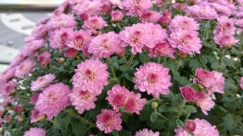 2025년 화정 광장에 가을꽃 국화축제 - 양떼 님 삶의 방 - 체칠리아의 음악 카페 2025년 화정 광장에 가을꽃 국화축제