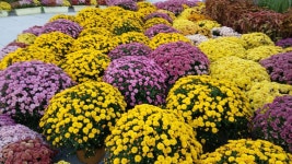 2025년 화정 광장에 가을꽃 국화축제 - 양떼 님 삶의 방 - 체칠리아의 음악 카페 2025년 화정 광장에 가을꽃 국화축제