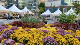 2025년 화정 광장에 가을꽃 국화축제 - 양떼 님 삶의 방 - 체칠리아의 음악 카페 2025년 화정 광장에 가을꽃 국화축제