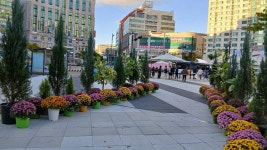 2025년 화정 광장에 가을꽃 국화축제 - 양떼 님 삶의 방 - 체칠리아의 음악 카페 2025년 화정 광장에 가을꽃 국화축제