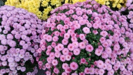 2025년 화정 광장에 가을꽃 국화축제 - 양떼 님 삶의 방 - 체칠리아의 음악 카페 2025년 화정 광장에 가을꽃 국화축제