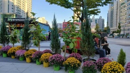 2025년 화정 광장에 가을꽃 국화축제 - 양떼 님 삶의 방 - 체칠리아의 음악 카페 2025년 화정 광장에 가을꽃 국화축제