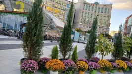 2025년 화정 광장에 가을꽃 국화축제 - 양떼 님 삶의 방 - 체칠리아의 음악 카페 2025년 화정 광장에 가을꽃 국화축제