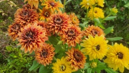 노랑땅나리 & 겹루드베키아 - 꽃자랑 정원자랑 - 꽃섬농원 노랑땅나리 & 겹루드베키아