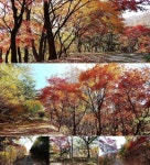 2023/11/18 (토) 제291차 안성 금광저수지길+덕성산 임도 트레킹 - 등산모임 - 보성고등학교 64회 동창들 모임 2023/11/18 (토) 제291차... 