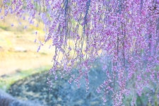 2026.04.11.토 [거창] 꽃폭포 같이 흩날리는 수양벚꽃길🌸남덕유산 월성계곡의 서출동류 물길🌸소담한 덕천서원🌸용원정 - [접수/4.11.토]... 