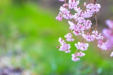 2026.04.11.토 [거창] 꽃폭포 같이 흩날리는 수양벚꽃길🌸남덕유산 월성계곡의 서출동류 물길🌸소담한 덕천서원🌸용원정 - [접수/4.11.토]... 