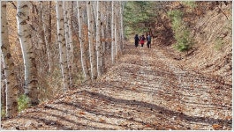 원주＜구학임도~금창임도~금대임도＞자작나무 가로수길 - [접수/01.... 더 추천하고픈 원주＜구학임도~금창임도~금대임도＞자작나무 가로수길