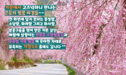 2026.04.11.토 [거창] 꽃폭포 같이 흩날리는 수양벚꽃길🌸남덕유산 월성계곡의 서출동류 물길🌸소담한 덕천서원🌸용원정 - [접수/4.11.토]... 