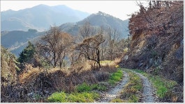 원주＜구학임도~금창임도~금대임도＞자작나무 가로수길 - [접수/01.... 더 추천하고픈 원주＜구학임도~금창임도~금대임도＞자작나무 가로수길