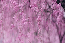 2026.04.11.토 [거창] 꽃폭포 같이 흩날리는 수양벚꽃길🌸남덕유산 월성계곡의 서출동류 물길🌸소담한 덕천서원🌸용원정 - [접수/4.11.토]... 