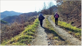 원주＜구학임도~금창임도~금대임도＞자작나무 가로수길 - [접수/01.... 더 추천하고픈 원주＜구학임도~금창임도~금대임도＞자작나무 가로수길