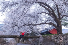 2026.04.11.토 [거창] 꽃폭포 같이 흩날리는 수양벚꽃길🌸남덕유산 월성계곡의 서출동류 물길🌸소담한 덕천서원🌸용원정 - [접수/4.11.토]... 