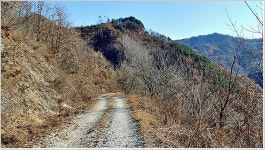 원주＜구학임도~금창임도~금대임도＞자작나무 가로수길 - [접수/01.... 더 추천하고픈 원주＜구학임도~금창임도~금대임도＞자작나무 가로수길