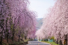 2026.04.11.토 [거창] 꽃폭포 같이 흩날리는 수양벚꽃길🌸남덕유산 월성계곡의 서출동류 물길🌸소담한 덕천서원🌸용원정 - [접수/4.11.토]... 