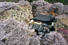 2026.04.11.토 [거창] 꽃폭포 같이 흩날리는 수양벚꽃길🌸남덕유산 월성계곡의 서출동류 물길🌸소담한 덕천서원🌸용원정 - [접수/4.11.토]... 