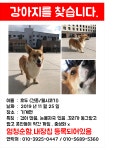강아지를찾습니다.. - 잃어버린 동물들 - 포항시 동물보호센터 강아지를찾습니다..
