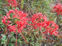 청도 왜등산(165.8m)- 안산(464.0m)-서걸산(267.2m)-나발등산(238.6m) - 산행 발자욱 - 바우들 산악회 청도 왜등산(165.8m)- 안산(464.0m)... 