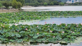 경산시 경산자연마당 탐방 및 남매공원 둘레길 트레킹 - 산행 발자욱 - 바우들 산악회 경산시 경산자연마당 탐방 및 남매공원 둘레길 트레킹