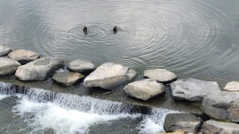 경산시 경산자연마당 탐방 및 남매공원 둘레길 트레킹 - 산행 발자욱 - 바우들 산악회 경산시 경산자연마당 탐방 및 남매공원 둘레길 트레킹