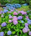 🌺🍒야곱이 브니엘에서 씨름하다 - 자유게시판 - 세계사이버신학교/인터넷 온라인 사이버신학교/ 🌺🍒야곱이 브니엘에서 씨름하다