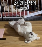 2시간 강아지 산책의 최후.ytb - 악플달면 쩌리쩌려버려 - ＊여성시대＊ 차분한 20대들의 알흠다운 공간 2시간 강아지 산책의 최후.ytb