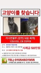 충북 제천에서 잃어버린 고양이를 찾습니다 (신동 전원마을 부근)... 카테고리 충북 제천에서 잃어버린 고양이를 찾습니다 (신동 전원마을 부근)