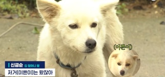 사라진 93세 할머니를 40시간 넘게 지킨 유기견 그후 - 동네마당 - 소주담(談) : 소소한 주민들의 이야기 사라진 93세 할머니를 40시간 넘게... 