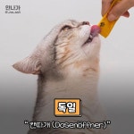 나라마다 고양이 집사를 부르는 말.jpg - 동네마당 - 소주담(談) : 소소한 주민들의 이야기 나라마다 고양이 집사를 부르는 말.jpg