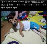 아빠가 울집 강아지한테 내 옷 입힘.jpg - 동네마당 - 소주담(談) : 소소한 주민들의 이야기 아빠가 울집 강아지한테 내 옷 입힘.jpg