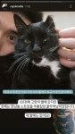대단한 고양이 사랑단인것 같은 나폴리맛피아 인스타그램스토리(문신 설명) - 동네마당 - 소주담(談) : 소소한 주민들의 이야기 대단한 고양이...