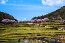 ＜183차＞2026년 4월 4일 (토) 첫째주 남해  설흘산, 다랭이논 - ◈── 정기산행 신청 - 청주 늘처음처럼 산행 ＜183차＞2026년 4월 4일... 