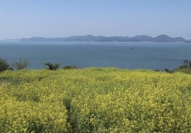 ＜183차＞2026년 4월 4일 (토) 첫째주 남해  설흘산, 다랭이논 - ◈── 정기산행 신청 - 청주 늘처음처럼 산행 ＜183차＞2026년 4월 4일... 