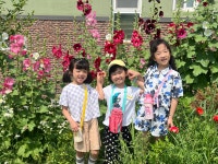 6월 19일 : 감자 캐기 및 경기도 어린이 박물관 견학 - 유아3학년 슬기반/은총반 - 성마르코유치원 6월 19일 : 감자 캐기 및 경기도 어린이... 