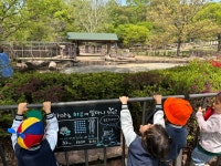 과천서울대공원 내 서울동물원 봄소풍 사진 올려드립니 - 유아1학년 희망반/기쁨반 - 성마르코유치원 과천서울대공원 내 서울동물원 봄소풍 사진... 