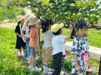 6월 19일 : 감자 캐기 및 경기도 어린이 박물관 견학 - 유아3학년 슬기반/은총반 - 성마르코유치원 6월 19일 : 감자 캐기 및 경기도 어린이... 