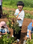 6월 19일 : 감자 캐기 및 경기도 어린이 박물관 견학 - 유아3학년 슬기반/은총반 - 성마르코유치원 6월 19일 : 감자 캐기 및 경기도 어린이... 