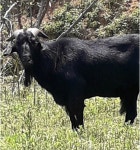 흑염소고기 - 일반 게시판 - 문경산마루흑염소농장 흑염소고기