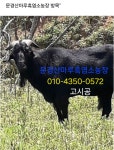 #염소분양 & #염소생고기판매 - 일반 게시판 - 문경산마루흑염소농장 #염소분양 & #염소생고기판매