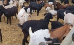 #염소분양 & #염소생고기판매 - 일반 게시판 - 문경산마루흑염소농장 #염소분양 & #염소생고기판매