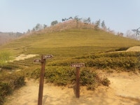 보성녹차밭 - 13인승 쏠라티 사진 - 대구쏠라티택시 보성녹차밭