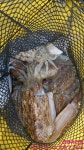 갑오징어 돌문어 조황 ^^ - 선상낚시조황(선외기) - 통영 곤리도 아진호 낚시 & 민박 곤리도 아진호 언제나 대박!! 마릿수 힛트~!! 갑오징어 돌문어... 
