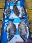 대물감성돔 조황 ^^ - 선상낚시조황(선외기) - 통영 곤리도 아진호 낚시 & 민박 곤리아진레저 50 49 49 48 마릿수 타작!!! 대물감성돔 조황 ^^