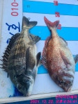 곤리아진레저 74 72 대물참돔 51 48 47 46 대물감성돔 조황 ^^ - 선상낚시조황(선외기) - 통영 곤리도 아진호 낚시 & 민박 곤리아진레저 74... 