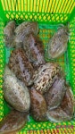 조황 ^^ - 선상낚시조황(선외기) - 통영 곤리도 아진호 낚시 & 민박 곤리도 아진호 대박!! 갑오징어 돌문어 타작이요!! 조황 ^^