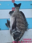 대물감성돔 조황 ^^ - 선상낚시조황(선외기) - 통영 곤리도 아진호 낚시 & 민박 곤리아진호 52.5 50 50 50 외 마릿수 타작!!! 대물감성돔 조황... 