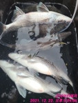 곤리아진레저 74 72 대물참돔 51 48 47 46 대물감성돔 조황 ^^ - 선상낚시조황(선외기) - 통영 곤리도 아진호 낚시 & 민박 곤리아진레저 74... 
